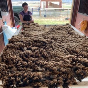 Raw Merino Wool Fleeces for Spinners