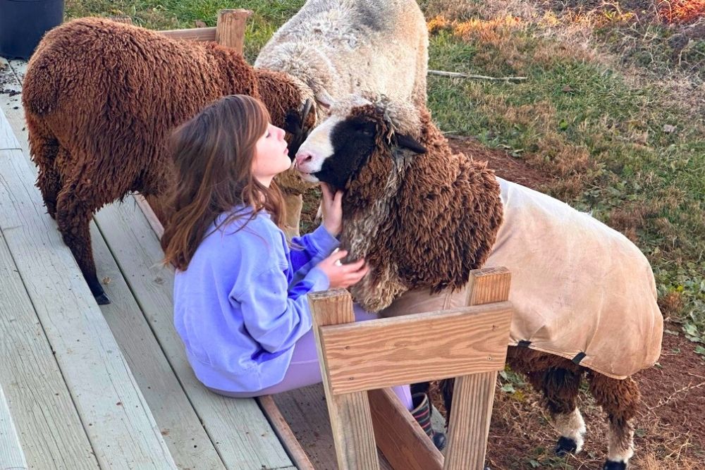 Friendly Merino Sheep welcoming guest at Merino Matron Sheep Farm