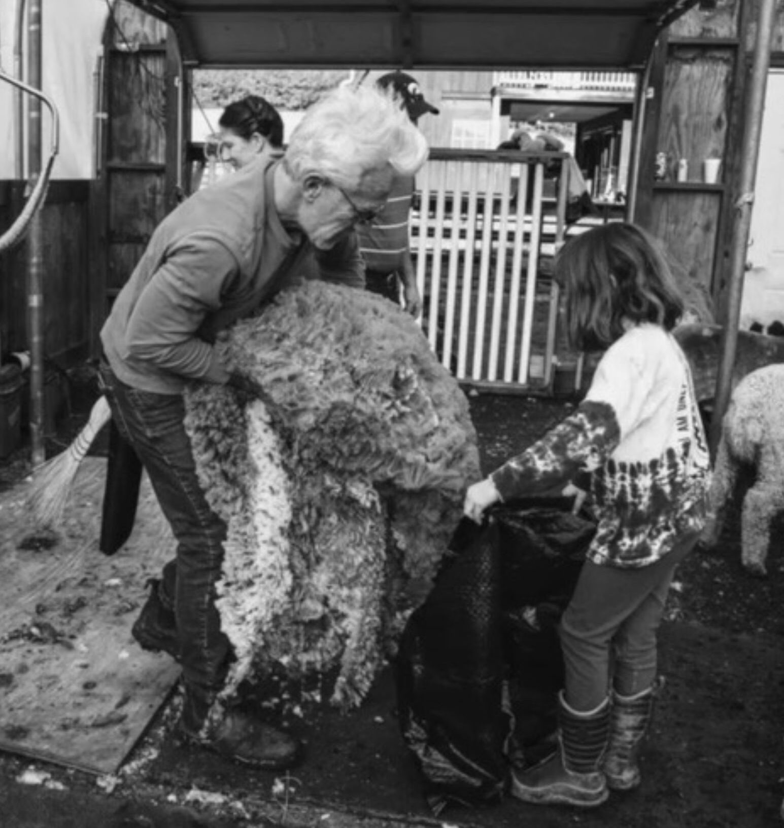 Sheering Sheep by hand at Merino Matron Sheep Farm in Albemarle County, VA
