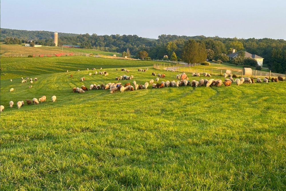 Sheep Grazing on Pasture at Merino Matron Sheep Farm
